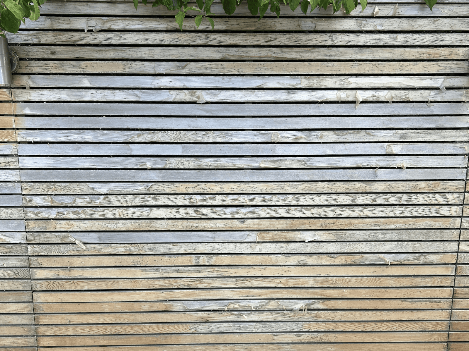 Timber slatted fence before cleaning